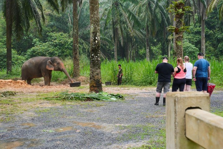 Highlight de meio dia com elefantes (NO-Touching) em Ao Nang