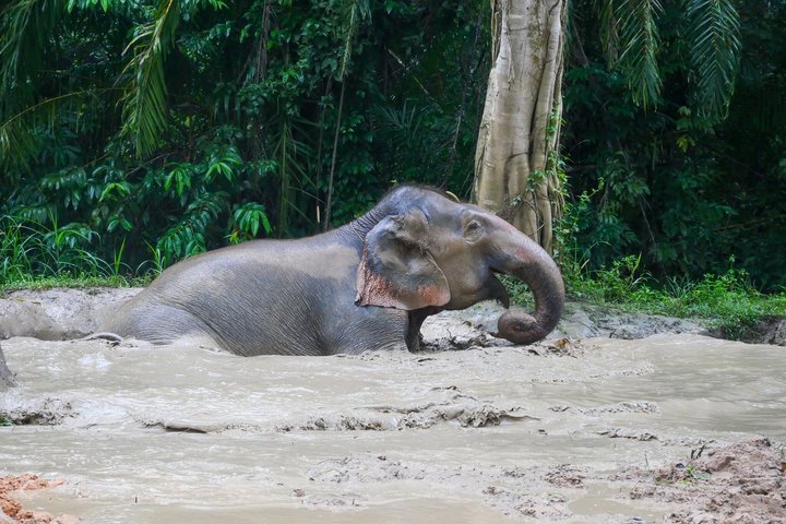 Highlight de meio dia com elefantes (NO-Touching) em Ao Nang