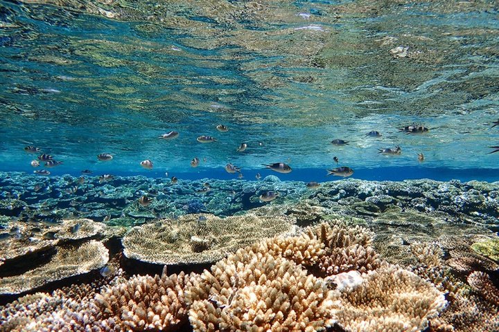 Okinawa Ishigaki Blue Cave Snorkeltur