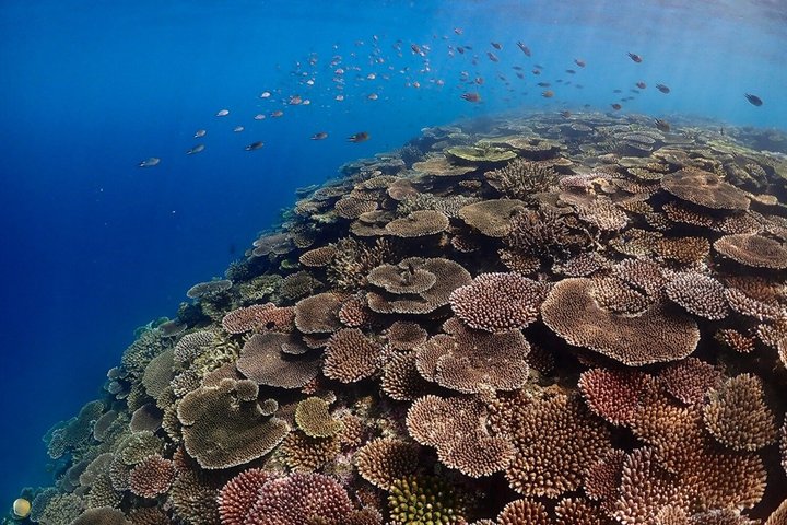 Plongée avec tuba sur l'île fantôme d'Okinawa Ishigaki et la grotte bleue