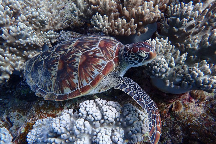 Plongée avec tuba sur l'île fantôme d'Okinawa Ishigaki et la grotte bleue