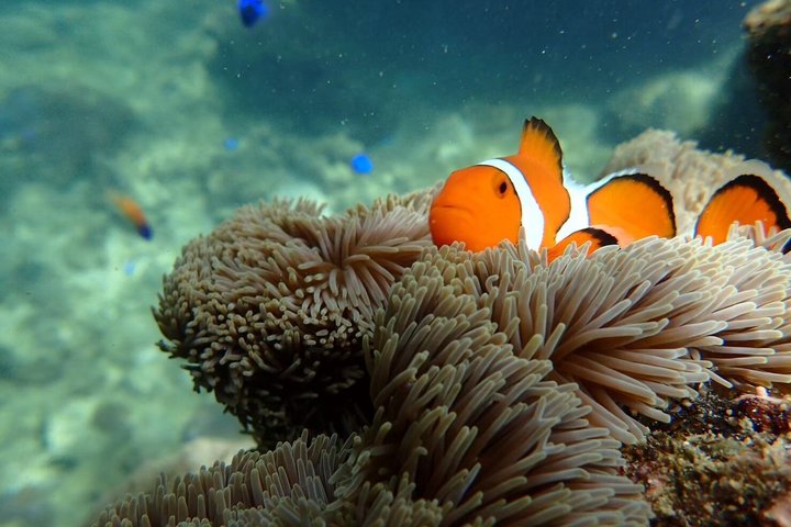 Plongée avec tuba sur l'île fantôme d'Okinawa Ishigaki et la grotte bleue