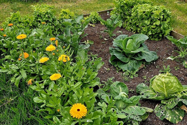 Classe de culinária faroense em Nólsoy perto de Tórshavn com Maud