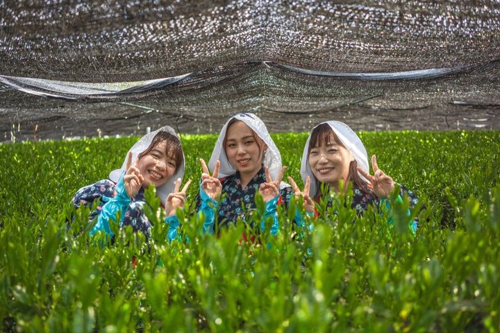 西尾で抹茶文化と味噌蔵見学