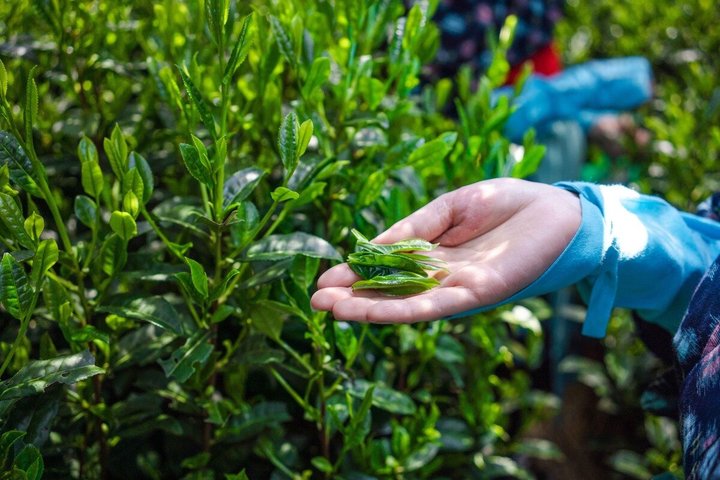 西尾で抹茶文化と味噌蔵見学