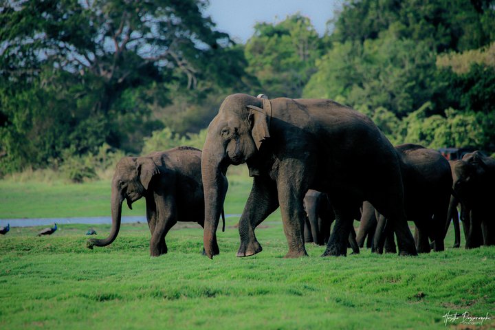 Safari privé d'une demi-journée au parc national Minneriya avec Guide Expert