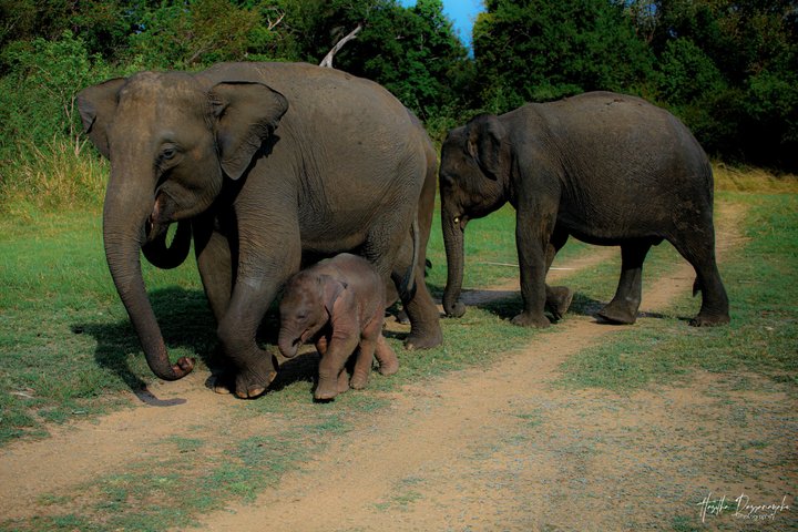 Safari privé d'une demi-journée au parc national Minneriya avec Guide Expert