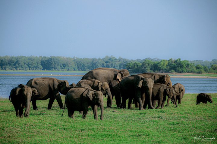 Safari privé d'une demi-journée au parc national Minneriya avec Guide Expert