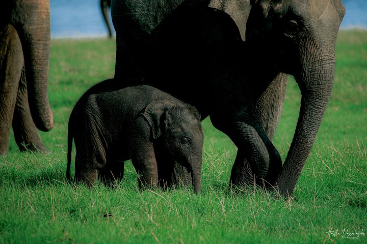 Safari privé d'une demi-journée au parc national Minneriya avec Guide Expert