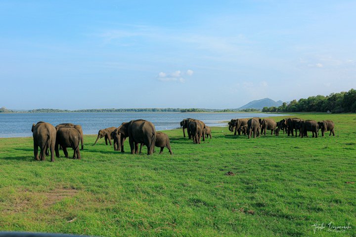 Safari privé d'une demi-journée au parc national Minneriya avec Guide Expert