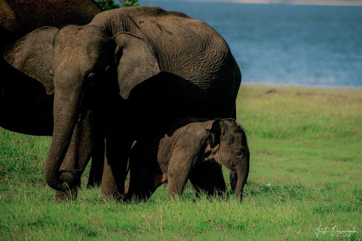 Safari privé d'une demi-journée au parc national Minneriya avec Guide Expert