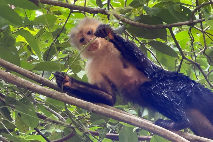 Medio día Canal de Tortuguero, Parque Nacional Cahuita y Puerto Limón