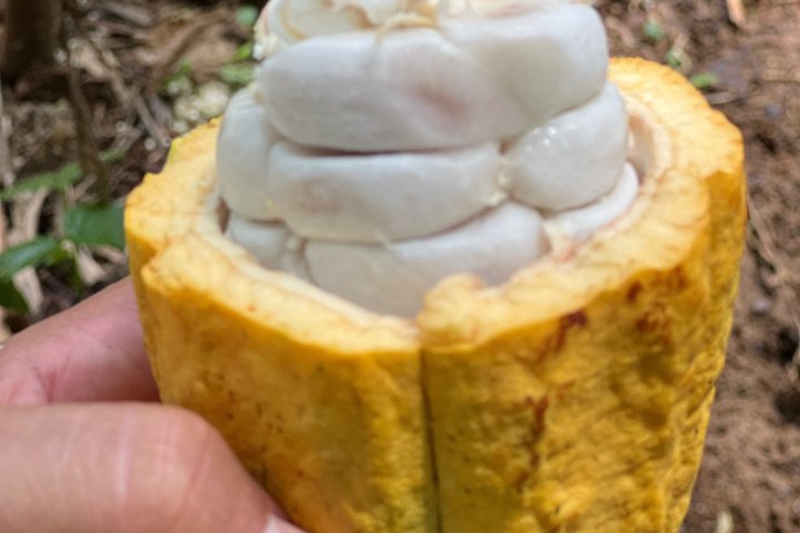 Medio día Canal de Tortuguero, Parque Nacional Cahuita y Puerto Limón