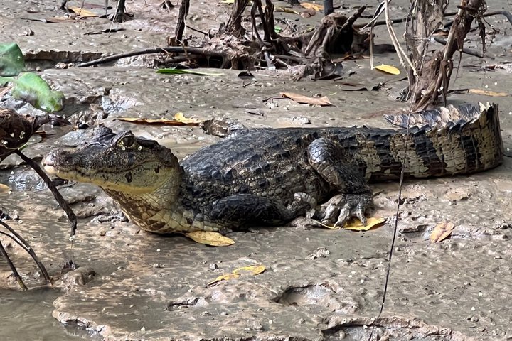 Medio día Canal de Tortuguero, Parque Nacional Cahuita y Puerto Limón
