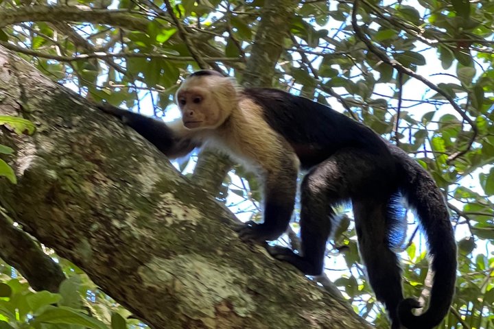 Medio día Canal de Tortuguero, Parque Nacional Cahuita y Puerto Limón