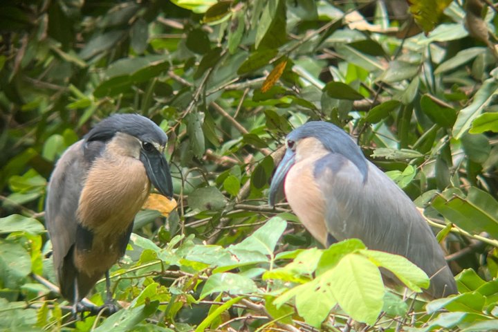 Medio día Canal de Tortuguero, Parque Nacional Cahuita y Puerto Limón