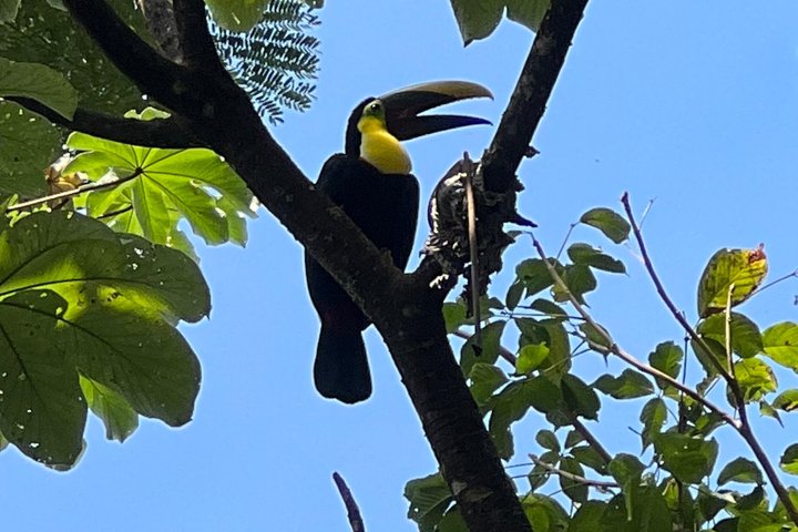 Medio día Canal de Tortuguero, Parque Nacional Cahuita y Puerto Limón