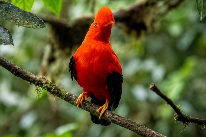 Mindo Regenwoud Vogelspotten & Fotografie I Privé Dagtocht