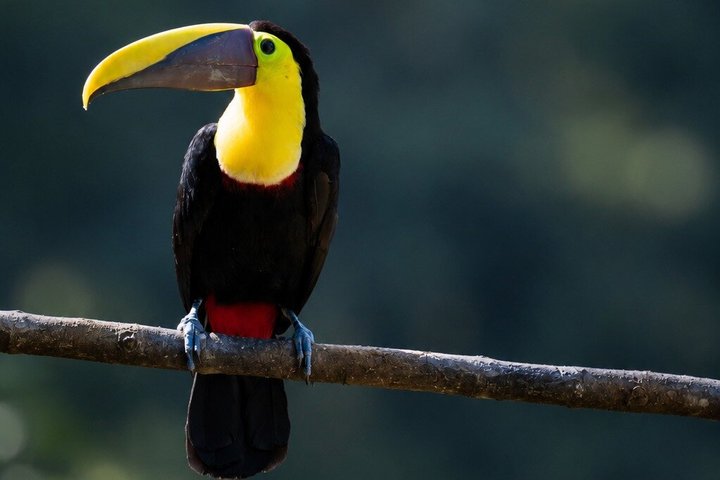 Mindo Regenwoud Vogelspotten & Fotografie I Privé Dagtocht