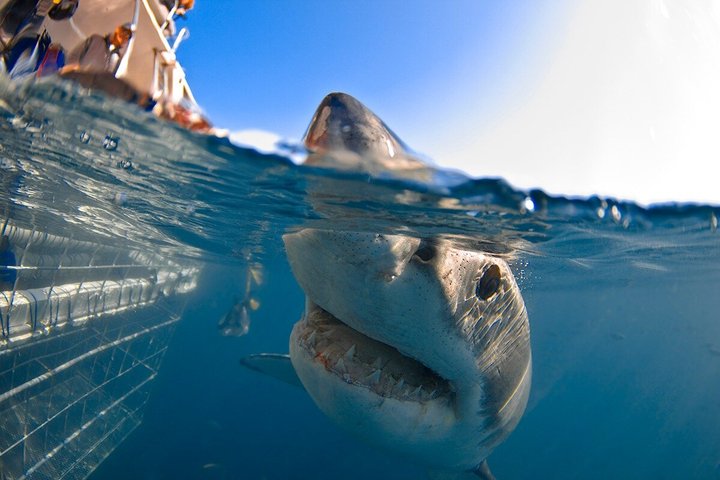 Haaienkooi Duiken met gratis lucht in kooi vanuit Gansbaai
