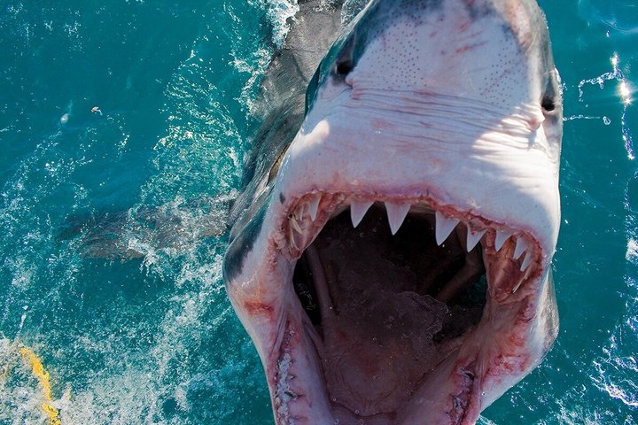 Haaienkooi Duiken met gratis lucht in kooi vanuit Gansbaai