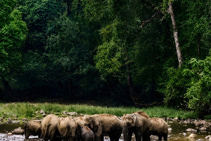 Anakulam Jeep Safari Tour med vandfald og vilde elefanter