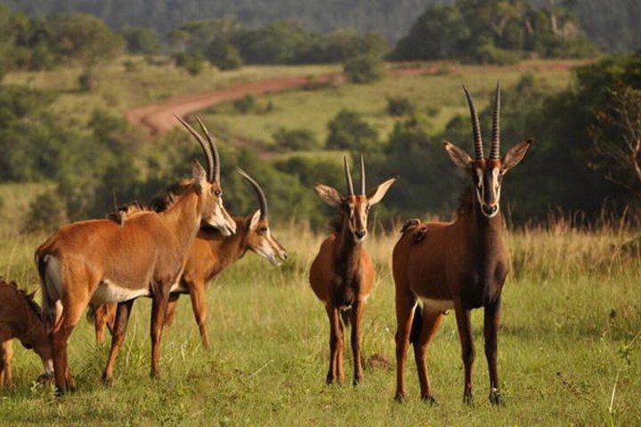 Day Tour to Shimba Hills National Reserve and Shedrick Falls