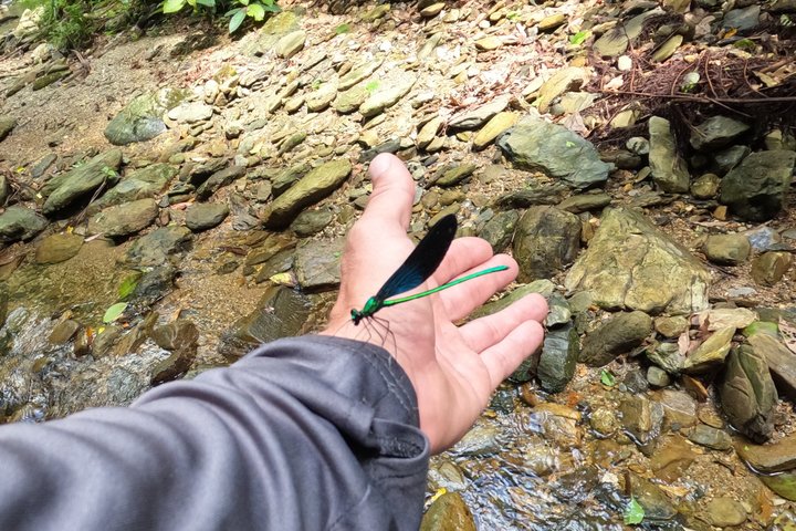 Okinawa Jungle Trails & Watervallen – Privétour door Yanbaru