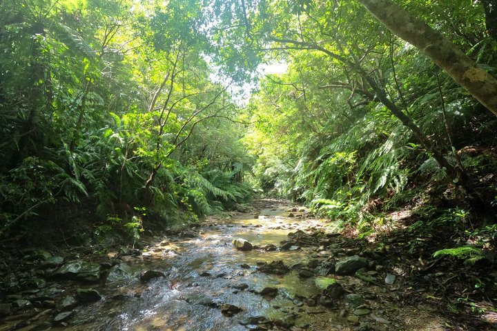 Okinawa Jungle Trails & Watervallen – Privétour door Yanbaru