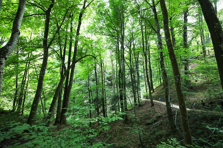 Tour guidato di Zadar ai Laghi di Plitvice con biglietti