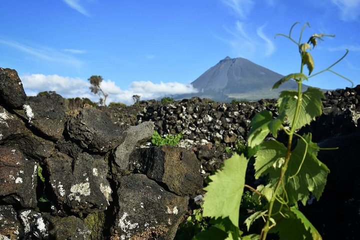 Tour privato del vino di Pico Island con degustazioni