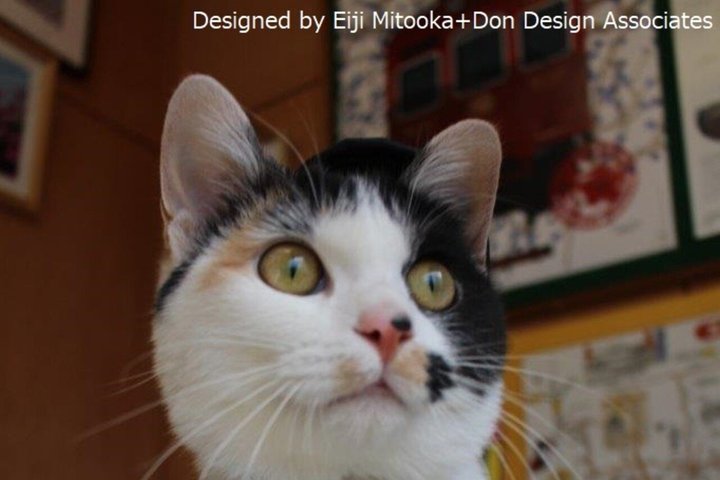 Lokalt tog med Cat Stationmaster og Wakayama Highlights