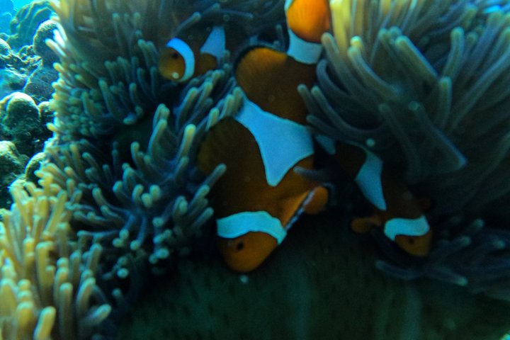 Tour privado de buceo Gili : Tortugas, Arrecifes + GoPro & Drone