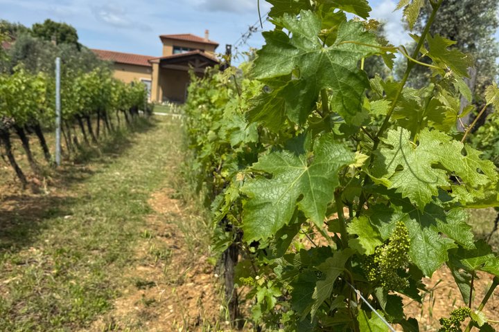 Privé wijntour door de magische heuvels van Lucca met een sommelier.