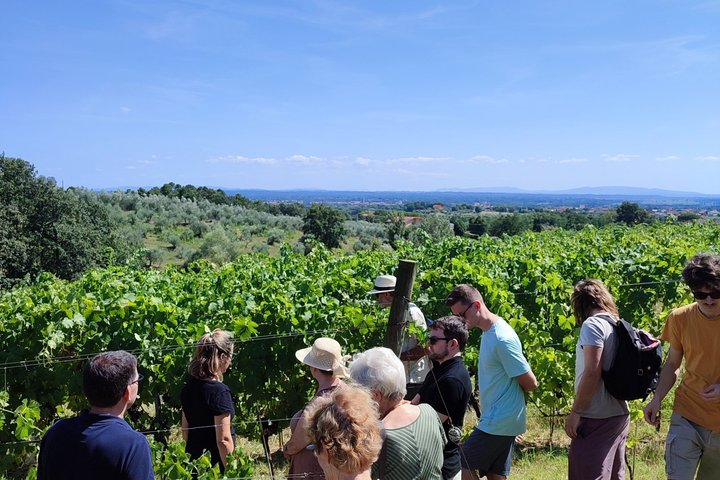 Privé wijntour door de magische heuvels van Lucca met een sommelier.