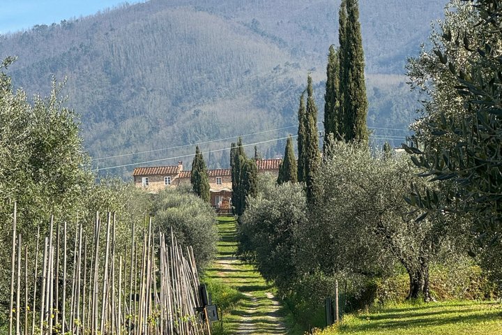 Privé wijntour door de magische heuvels van Lucca met een sommelier.