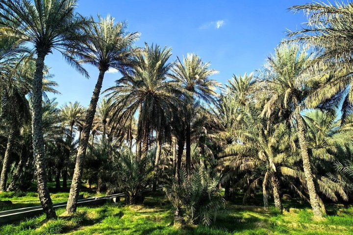 Privétour Al Ain vanuit Dubai met Engels sprekende chauffeur