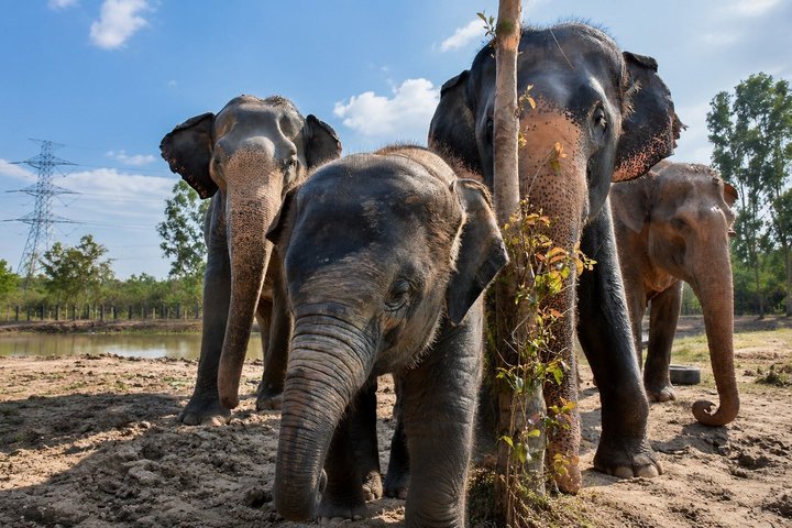 Hua Hin Wildlife Rescue and Elephant Refuge Smågruppe Tur