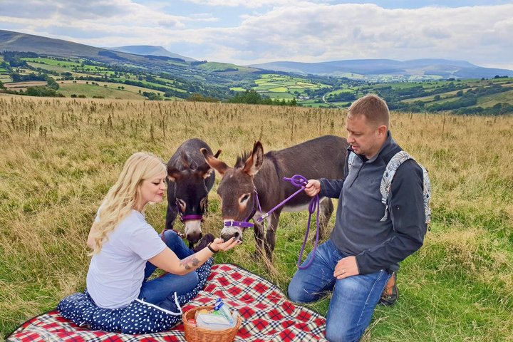 Natursköna promenader med miniåsnor i de vackra Brecon Beacons