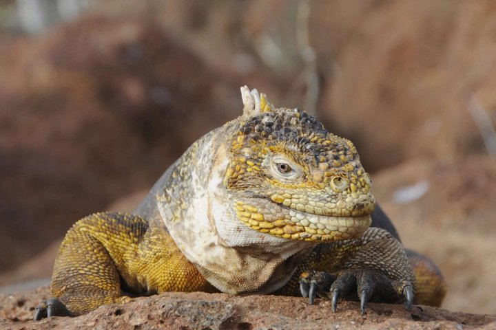 Tour di un giorno a North Seymour Island alle Galapagos