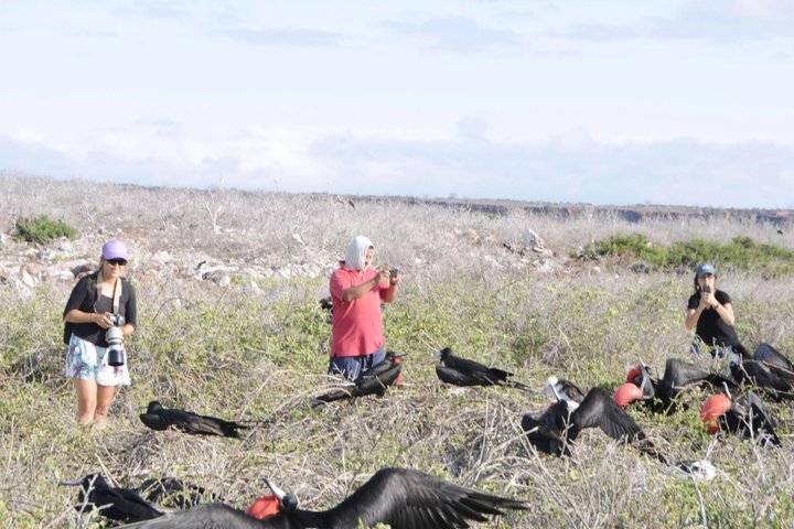 Tour di un giorno a North Seymour Island alle Galapagos