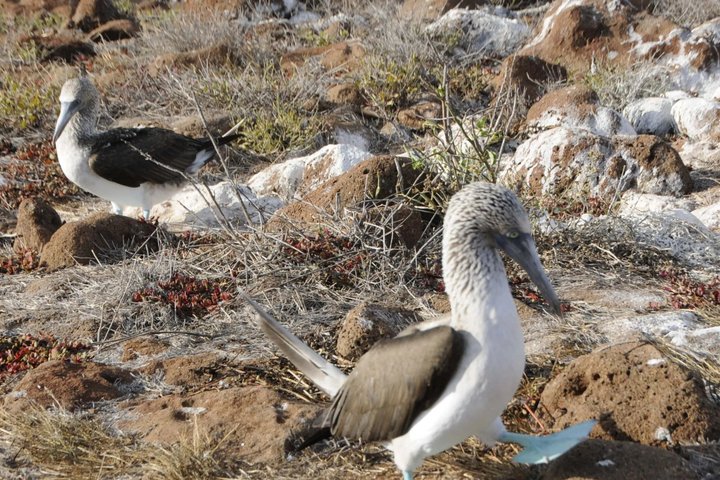 Tour di un giorno a North Seymour Island alle Galapagos