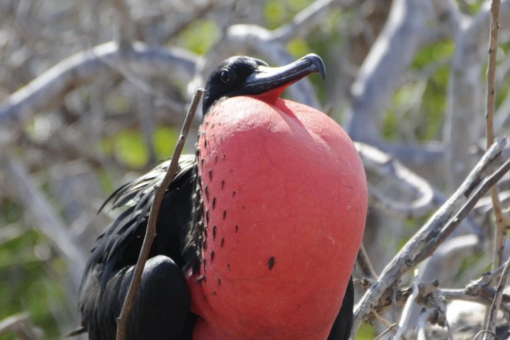 Tour di un giorno a North Seymour Island alle Galapagos