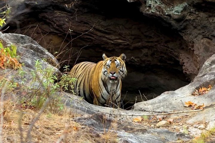 Pench Tiger Safari Tour 3 Tage und 2 Nächte ab Nagpur