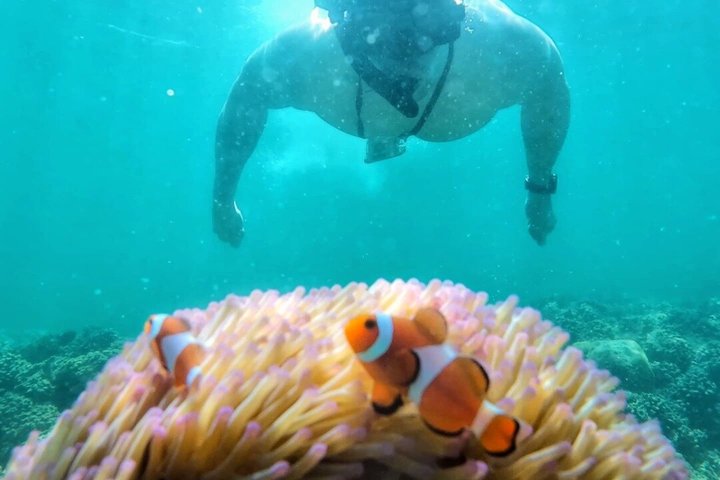 Geleide snorkeltour en lunch in het Tunku Abdul Rahman Marine Park