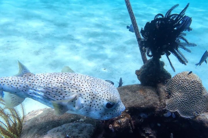 Geleide snorkeltour en lunch in het Tunku Abdul Rahman Marine Park