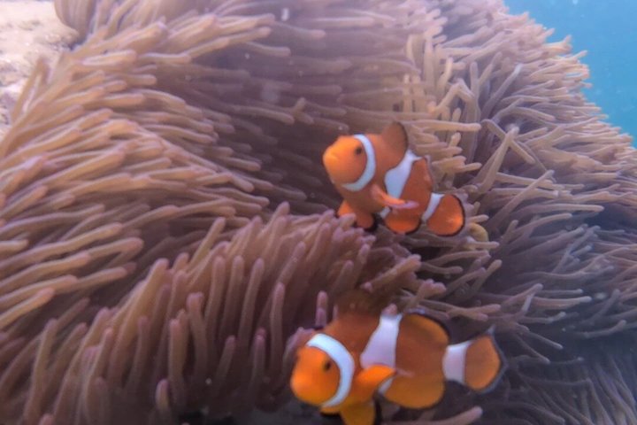 Geleide snorkeltour en lunch in het Tunku Abdul Rahman Marine Park