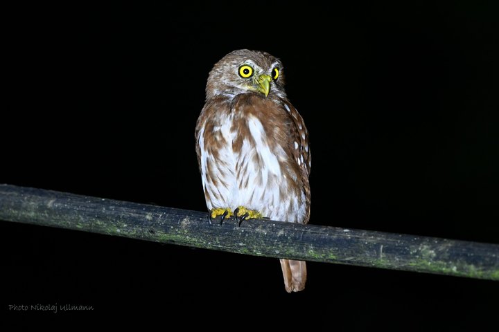 Grand Selva Expedição de 4 Dias da Floresta Amazônica Equador