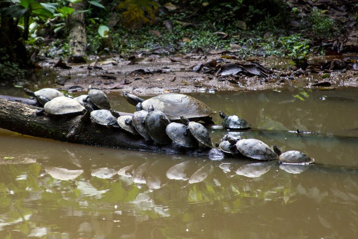 Grand Selva Expedição de 4 Dias da Floresta Amazônica Equador