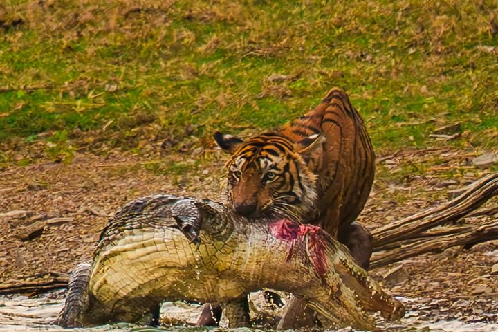 Ranthambore Tiger Safari | Gemeinsame Galopp-, Jeep- und Privatsafari